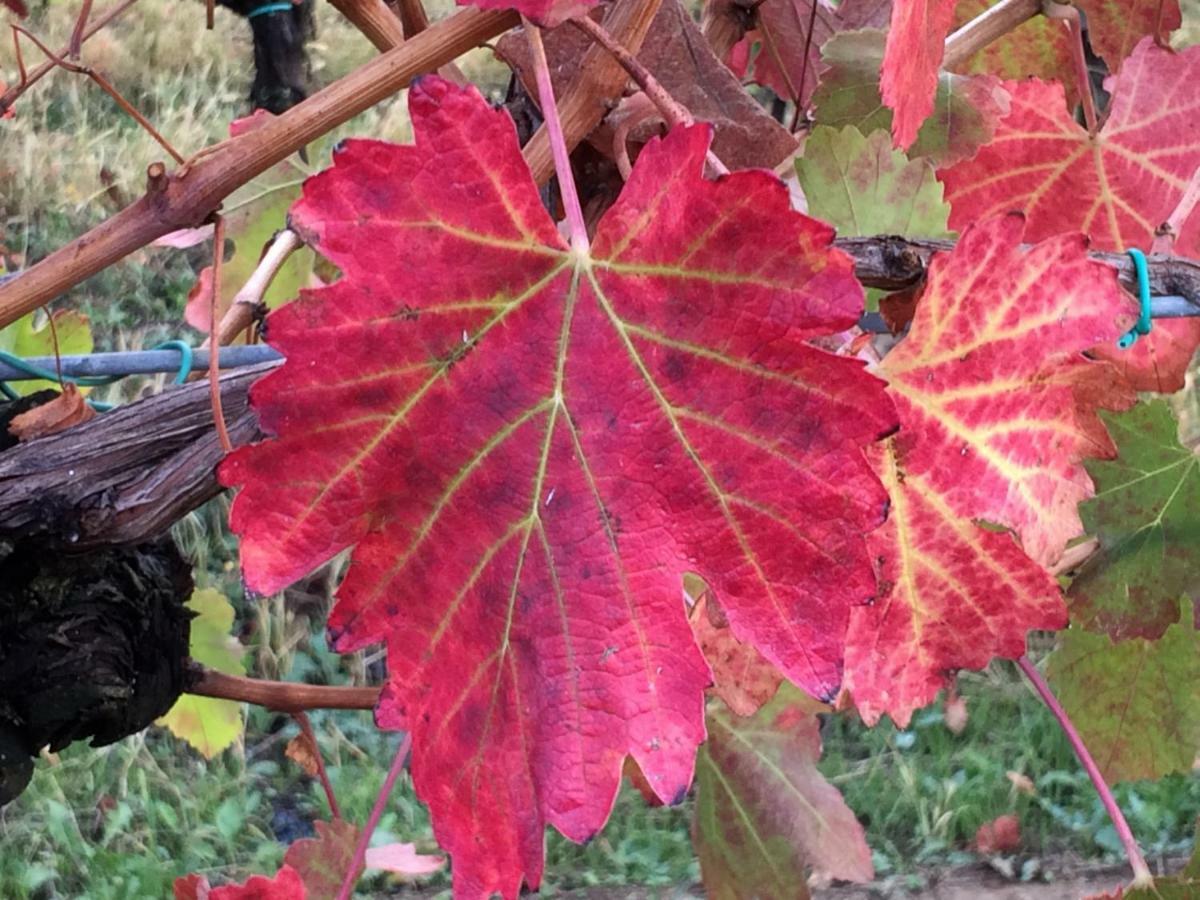 Il Giardino B&B Castelvetro di Modena Kültér fotó