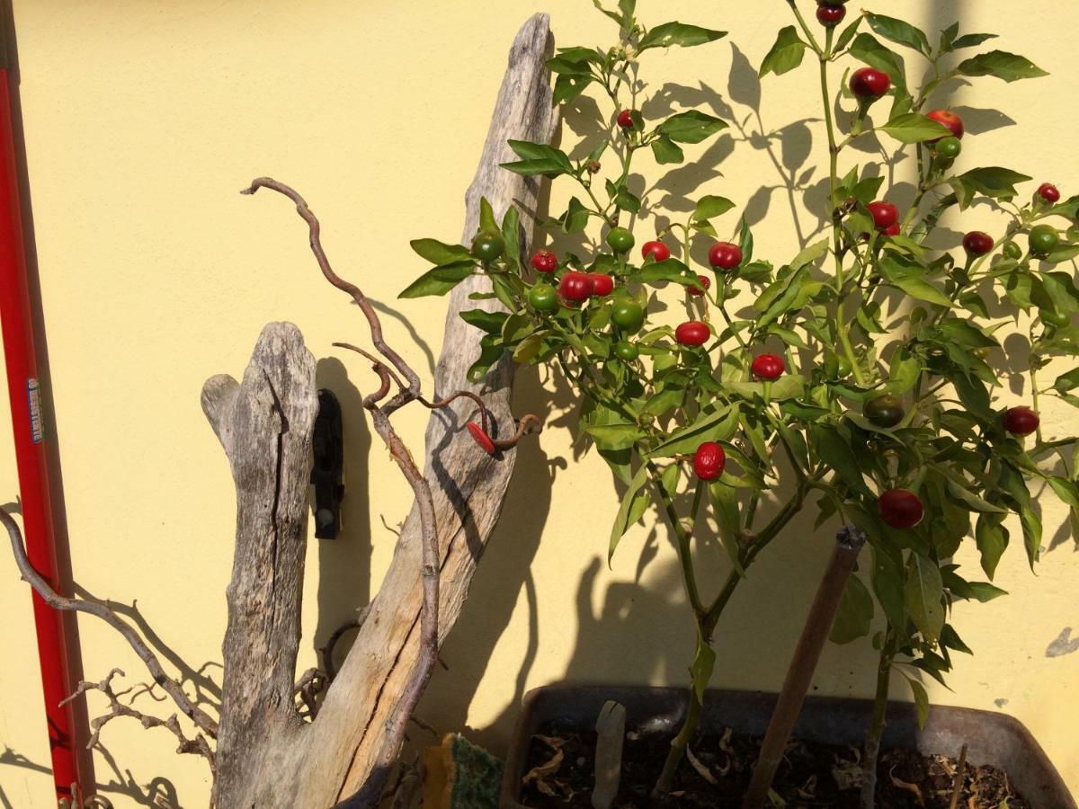 Il Giardino B&B Castelvetro di Modena Kültér fotó